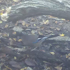 Garrulus glandarius japonicus