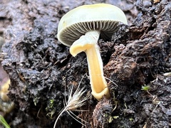 Protostropharia semiglobata
