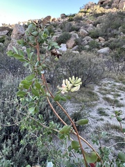 Lonicera subspicata denudata