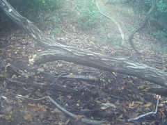 Garrulus glandarius japonicus