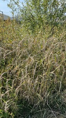 Elymus sibiricus