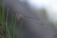 Xanthagrion erythroneurum