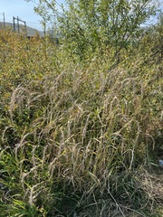 Elymus sibiricus