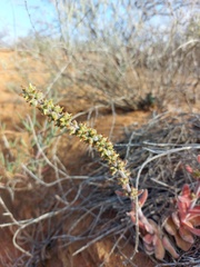Crassula tomentosa