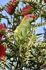 Glossopsitta concinna