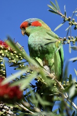 Glossopsitta concinna