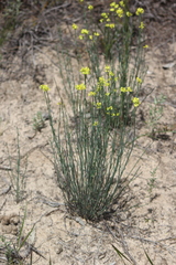 Glischrocaryon behrii