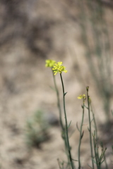 Glischrocaryon behrii