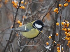 Parus major