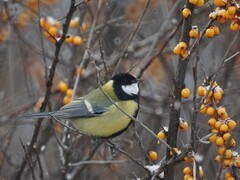 Parus major