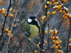 Parus major