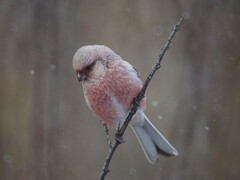 Carpodacus sibiricus