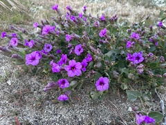 Mirabilis multiflora pubescens