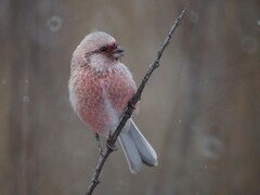 Carpodacus sibiricus