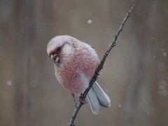 Carpodacus sibiricus