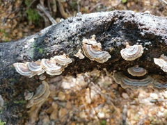 Trametes versicolor
