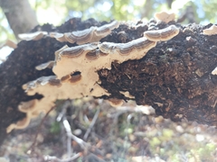 Trametes versicolor