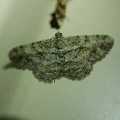 Psilalcis isombra