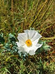 Argemone albiflora