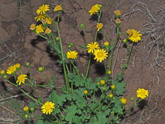 Cineraria dieterlenii