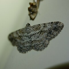 Psilalcis isombra