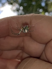 Leucauge argyrobapta