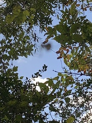 Leucauge argyrobapta