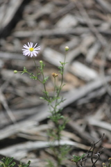 Brachyscome ciliaris