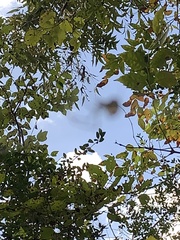 Leucauge argyrobapta