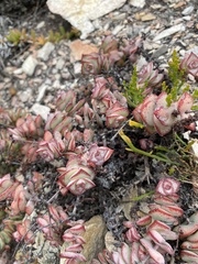 Crassula perforata