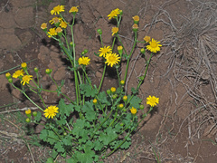 Cineraria dieterlenii