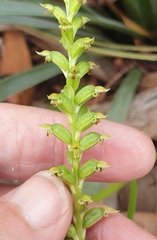 Microtis arenaria
