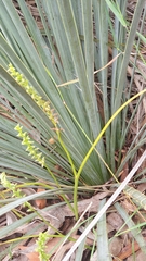 Microtis arenaria