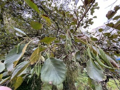 Alnus lusitanica