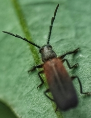 Cleridae