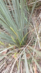 Microtis arenaria