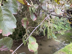 Alnus lusitanica