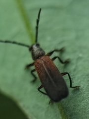 Cleridae