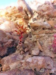 Crassula columnaris