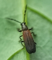 Cleridae