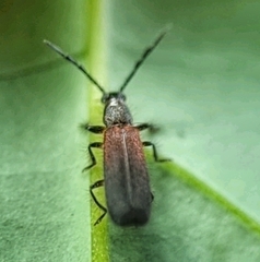 Cleridae