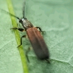 Cleridae