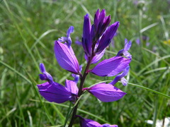 Polygala major