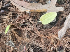 Echinodorus cordifolius