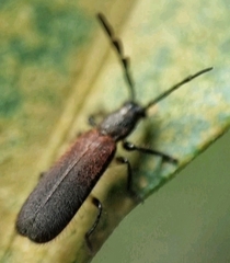 Cleridae