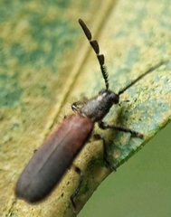 Cleridae