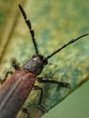 Cleridae