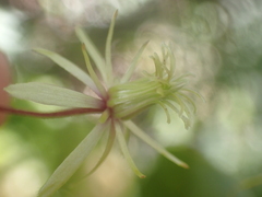 Clematis cunninghamii