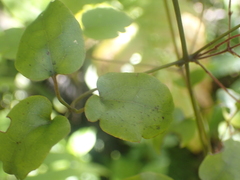 Clematis cunninghamii