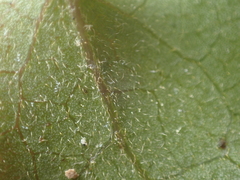 Clematis cunninghamii